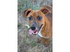 Adopt Lany a Hound, Mixed Breed