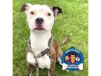 Adopt Princess a Pit Bull Terrier