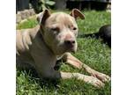 Adopt Padova a American Staffordshire Terrier