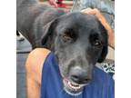 Adopt Ophelia a Labrador Retriever, Border Collie