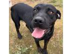 Adopt Patsy a Cane Corso, Labrador Retriever