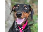 Adopt Divine a Doberman Pinscher