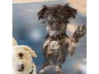 Adopt DEE DEE a Yorkshire Terrier, Schnauzer