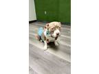 Adopt Mama Chicago a Pit Bull Terrier