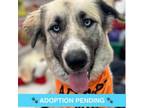 Adopt Frost a Anatolian Shepherd, Husky