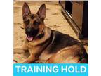 Adopt Lulu a German Shepherd Dog