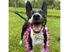 Adopt Maisie a Mixed Breed