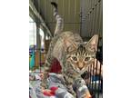 Adopt Ollie a Domestic Short Hair, Tabby