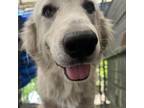 Adopt Star a Great Pyrenees, Mixed Breed