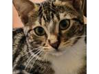 Adopt Eleanor Rigby a Domestic Medium Hair, Domestic Long Hair