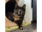 Adopt Marilyn a Domestic Medium Hair
