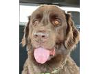 Adopt Maple a Newfoundland Dog