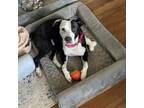 Adopt Little Debbie - Snack Pack mom a Bluetick Coonhound