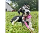 Adopt Mini Muffin- Snack Pack a Bluetick Coonhound, Shepherd