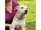 Adopt Avril - mom of April litter a Yellow Labrador Retriever, Shepherd