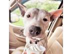 Adopt Mimi a American Staffordshire Terrier, Mixed Breed