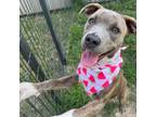 Adopt Roz a American Staffordshire Terrier, Mixed Breed