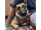 Adopt Alba a German Shepherd Dog