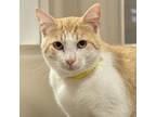 Adopt Gary a Domestic Short Hair