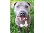 Adopt Smoke a Mixed Breed