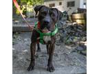 Adopt Chopper a Pit Bull Terrier