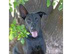 Adopt Toothless a Black Labrador Retriever