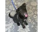 Adopt Jasper a Australian Shepherd