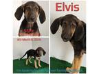 Adopt Elvis a Coonhound, Mixed Breed