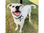 Adopt Leroy a Labrador Retriever