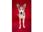Adopt Nanook a Siberian Husky, Mixed Breed