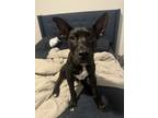 Adopt Percy a Labrador Retriever, Mastiff