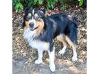 Adopt RIVER BEND a Australian Shepherd