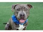 Adopt Slater a Pit Bull Terrier, Mastiff