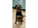 Adopt Copper a Black and Tan Coonhound, Mixed Breed