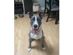 Adopt Dingo a Pit Bull Terrier, Hound