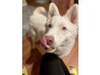 Adopt Kaiel a Siberian Husky