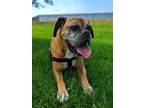 Adopt Rambo a Boxer