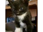 Adopt Mallomar (BAC Kitten 6) a Domestic Short Hair