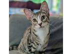 Adopt Woodstock CHIP (Zecca/Petco Kitten 5) a Domestic Short Hair