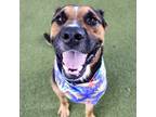 Adopt Kayno a German Shepherd Dog, Mixed Breed