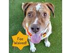 Adopt Rosco a Pit Bull Terrier, Mixed Breed