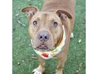 Adopt Bingo a Pit Bull Terrier, Mixed Breed