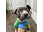 Adopt Stevie a American Staffordshire Terrier