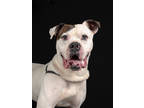 Adopt Silver a Boxer, Mixed Breed