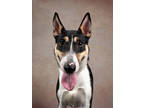 Adopt Solaris- ADOPTED a Collie