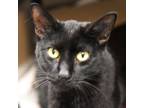 Adopt Harley a Domestic Short Hair