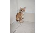 Adopt Cornflake a Domestic Short Hair