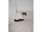 Adopt Chad a Domestic Short Hair