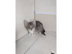 Adopt Peanut a Domestic Short Hair