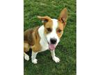 Adopt Truett 42216 a German Shepherd Dog, Pit Bull Terrier